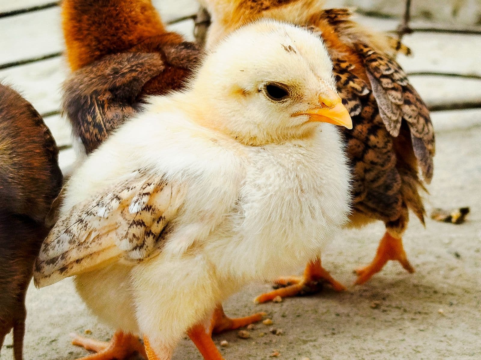 Day-old chick