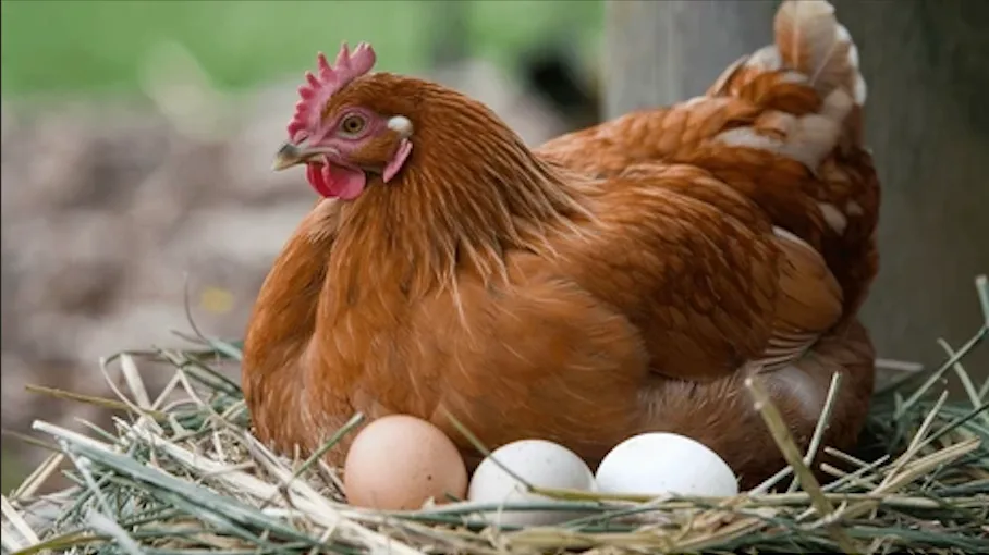 Hen - Laying