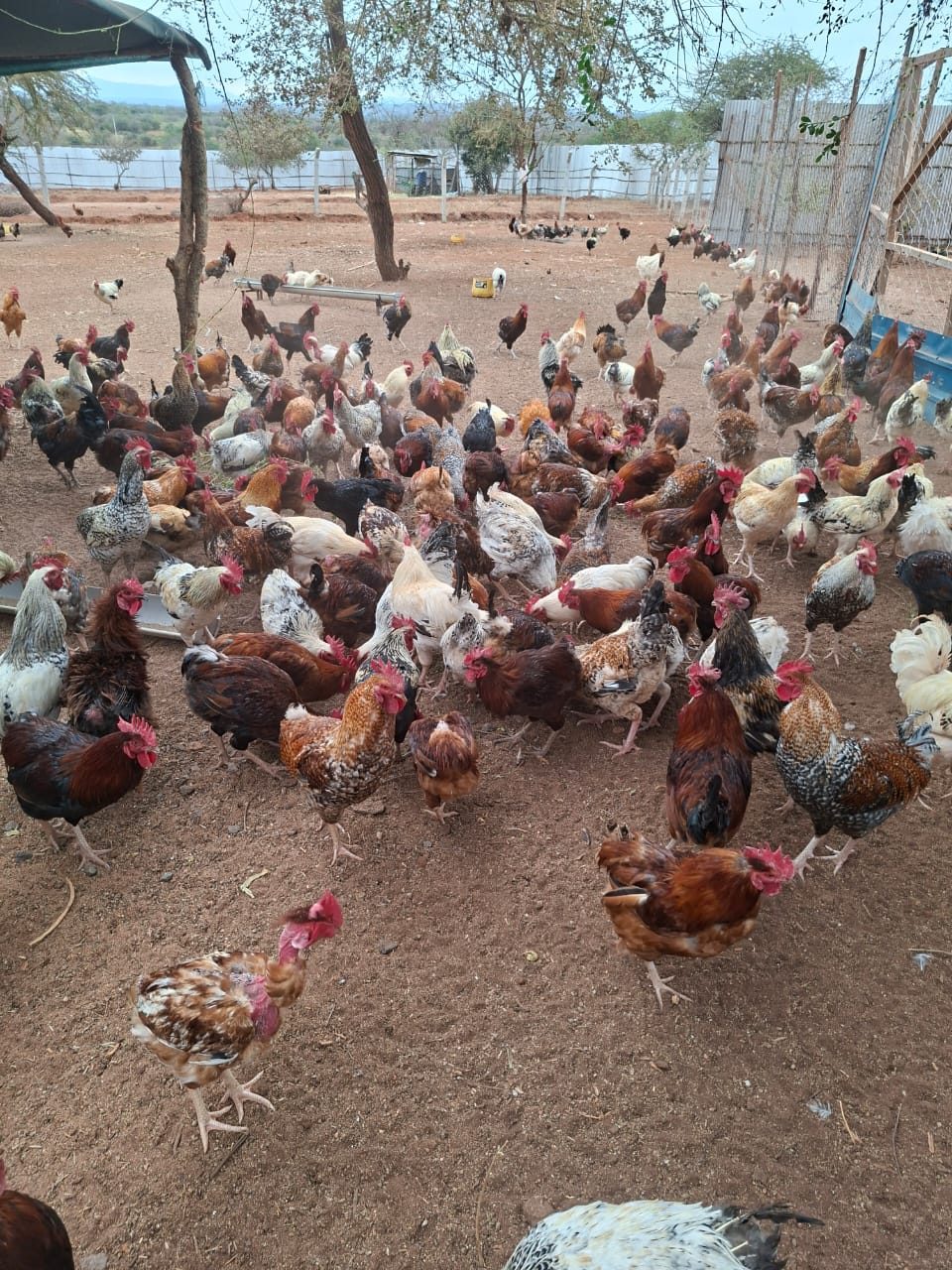 Pure Kienyeji chicken