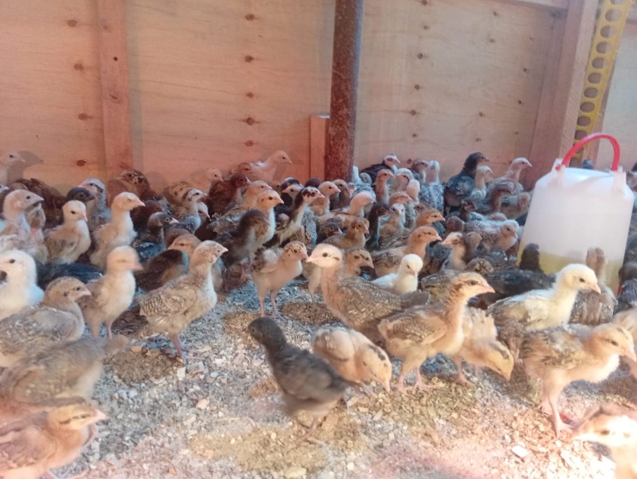 Kienyeji chicks