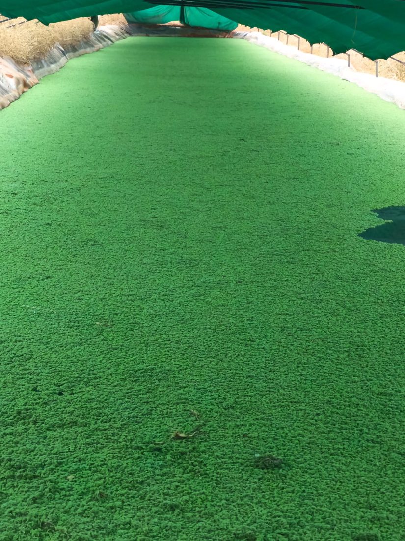 Azolla
