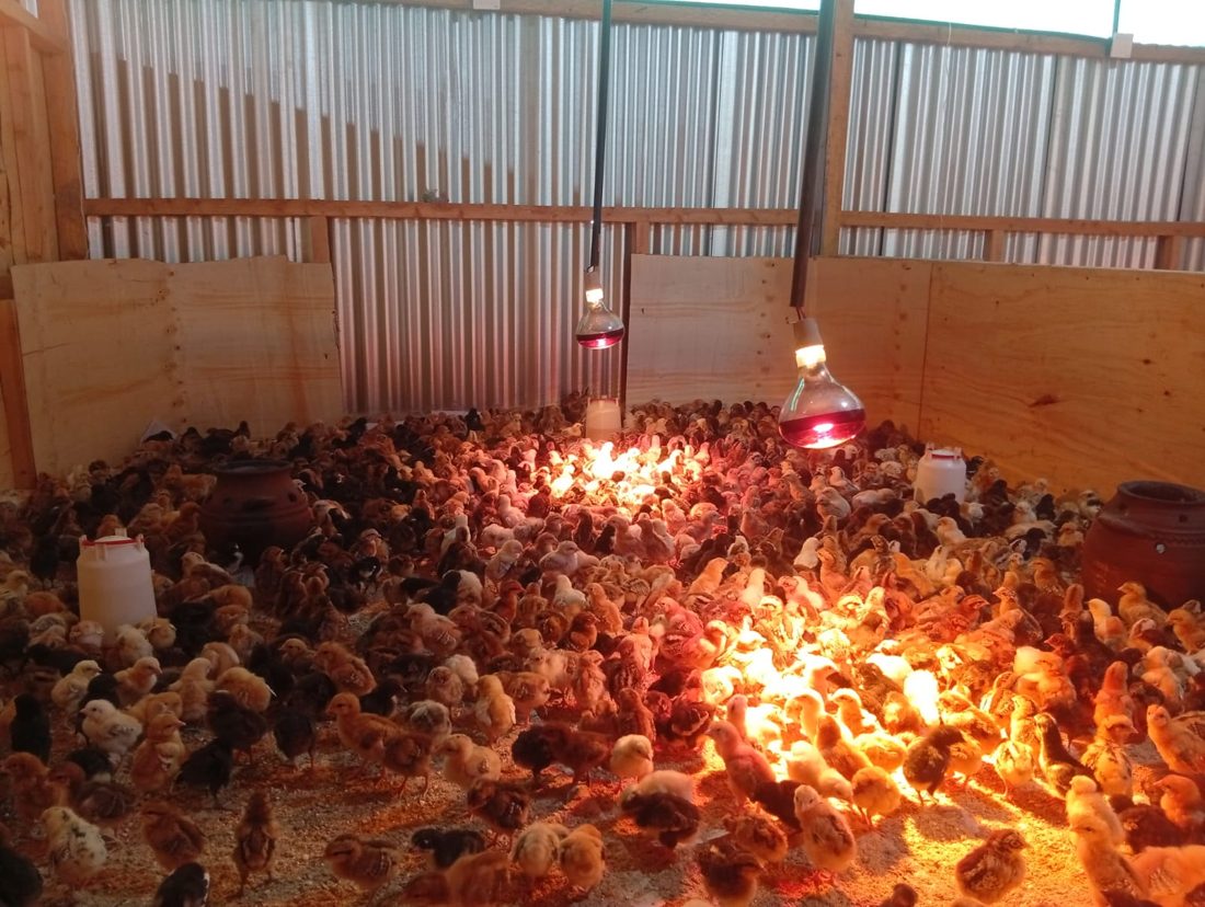 Kienyeji Chicks