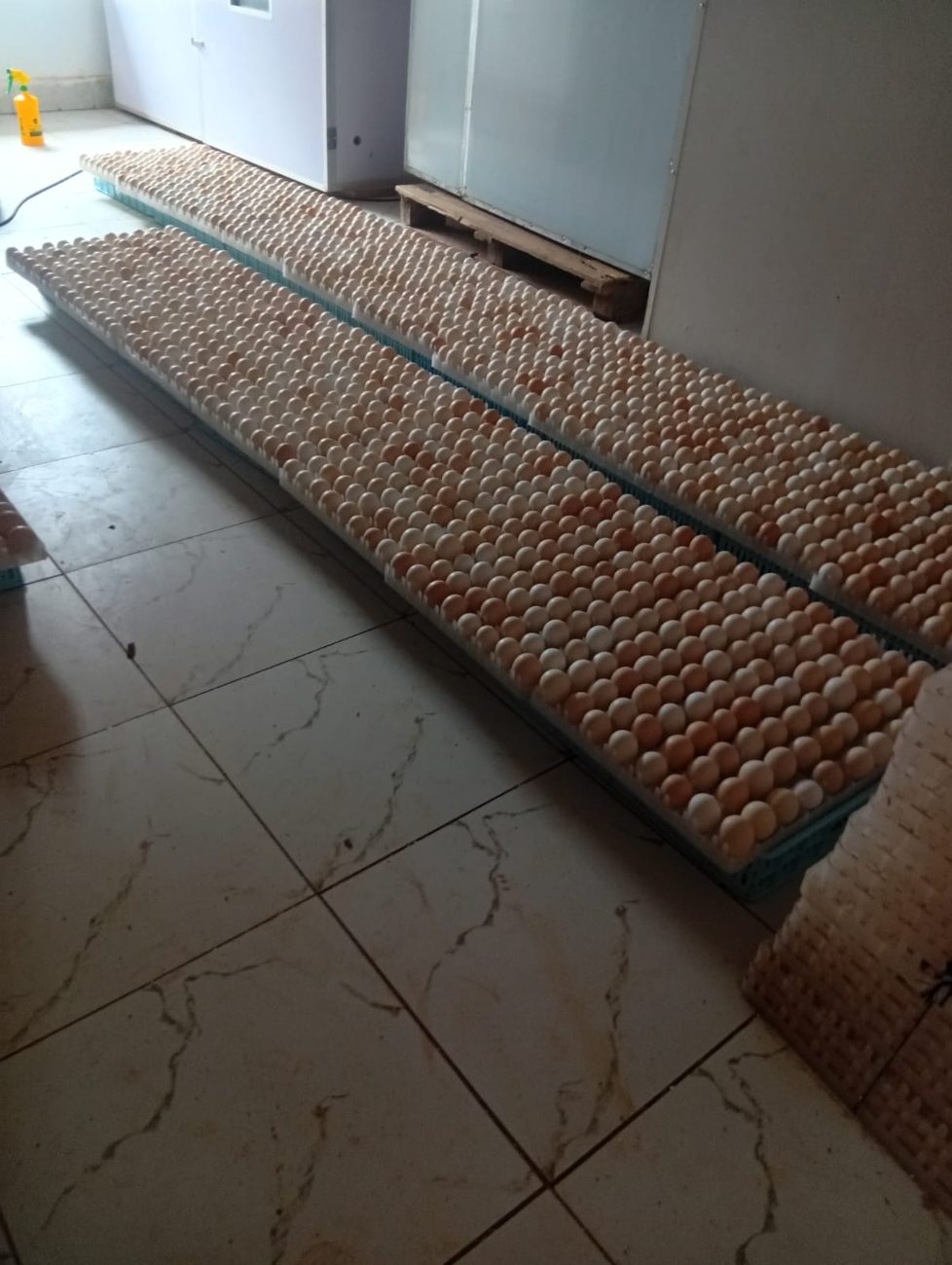 Kienyeji Eggs