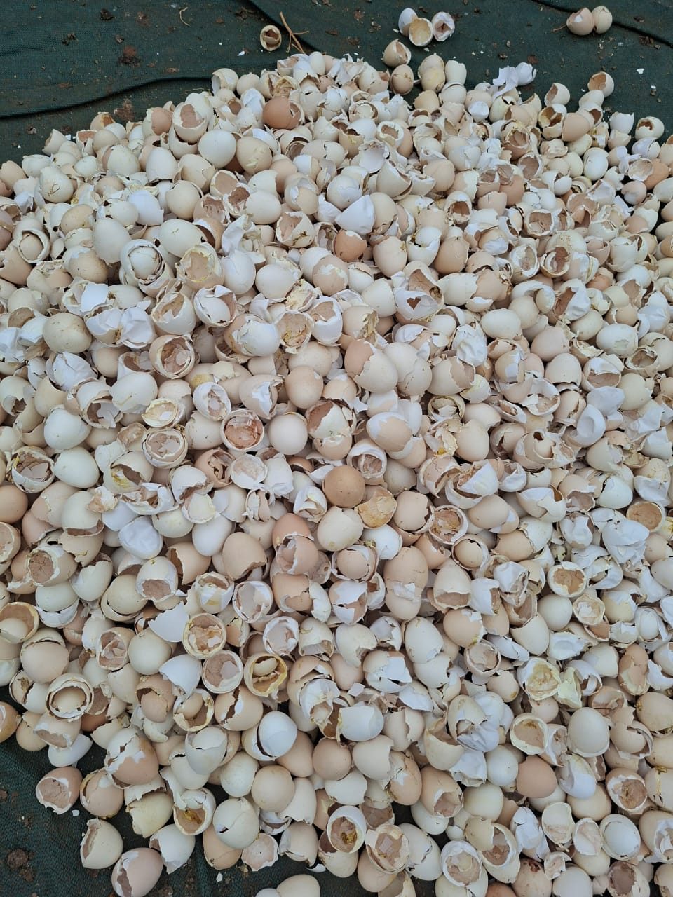 Egg Shells