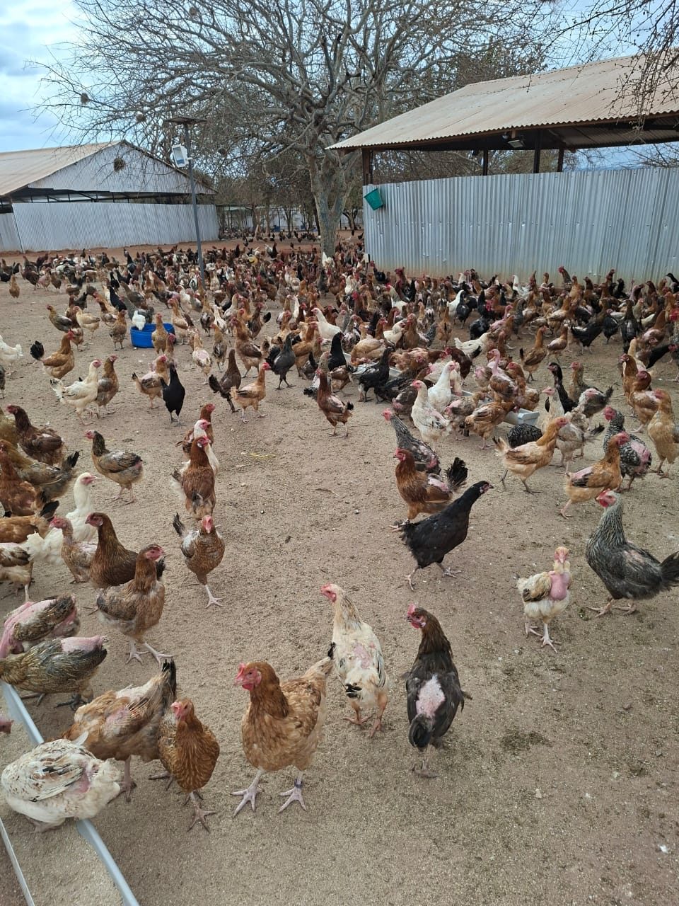 Kienyeji Hen